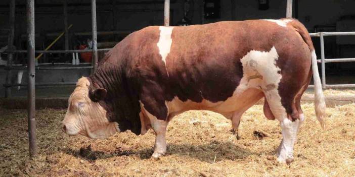 1,5 tonluk 'Poyraz' alıcısını bekliyor: 500 bin TL'yi gördü