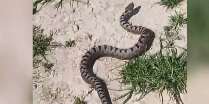 Apartmanın bahçesinden yılan çıktı: Meğer kırmızı listedeymiş