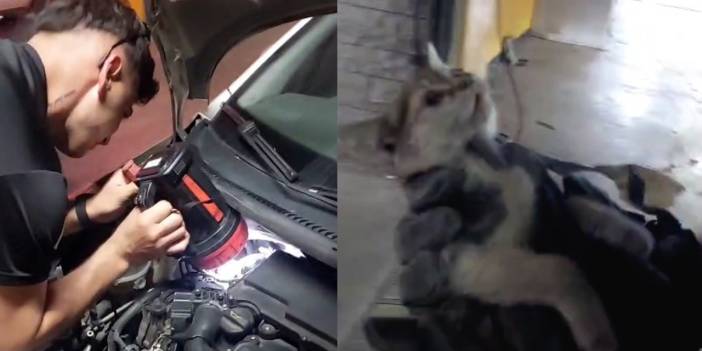 Yavru kedi itfaiyenin 'motor' becerilerini test etti