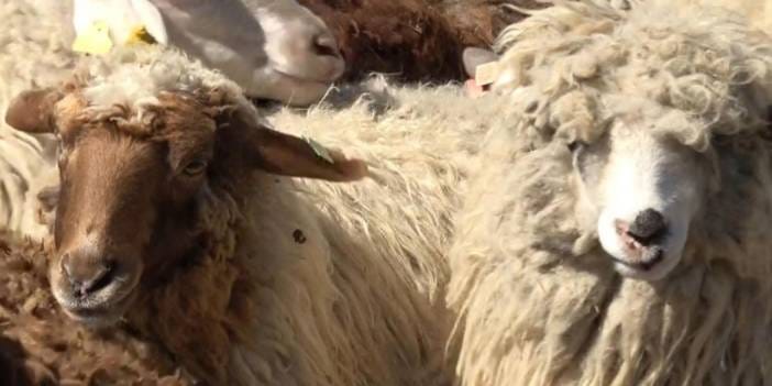Özel yetiştirilen koyun ve koçlar kurbanlık olarak satışa sunuldu