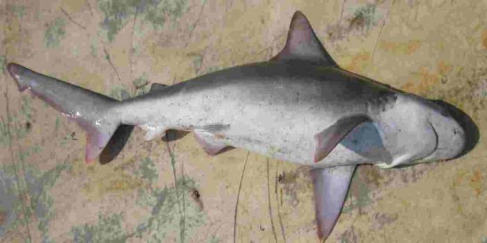Köpek balıklarının nesli tehlike altında: Yüzgeçlerinden çorba, derisinden zımpara yapılıyor