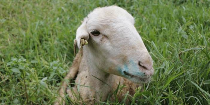 Datça'da 'mavi dil hastalığı' karantinasında yeni gelişme!