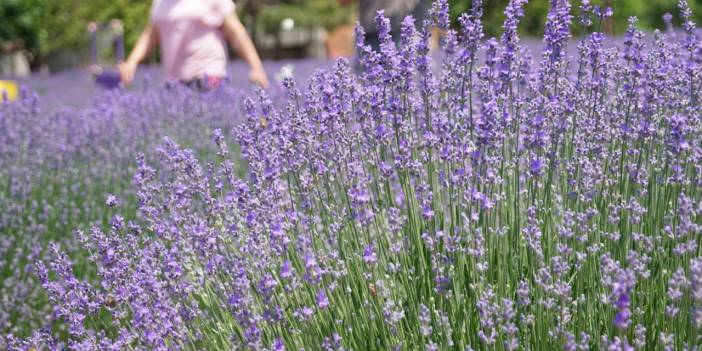 Tekirdağ'ın mor cennetine akın ettiler