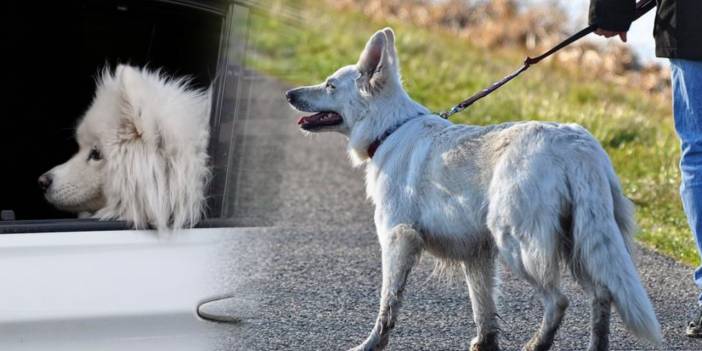 Fetva çıkarılmıştı, yasa haline geldi! O ülkede köpek gezdirmek artık yasak