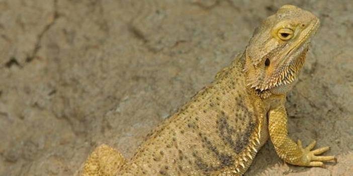 Türkiye'ye yasa dışı yollarla getiriliyor: Cezası 60 bin TL!