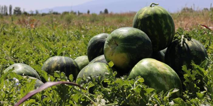 Karpuz hasadı erken başladı: Hedefi açıkladı
