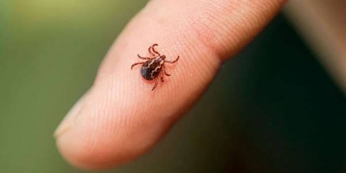 Kene kabusu sürüyor: Hangi kan grubu daha fazla risk altında?