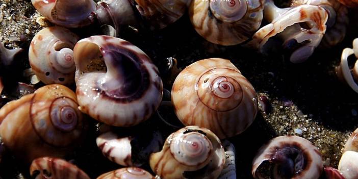 Samsun’da 160 kilogram kaçak deniz salyangozu yakalandı