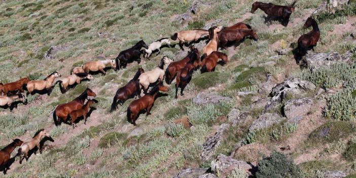 Konya ve Karaman arasında gizli cennet! Yılkı atların asaleti büyüledi
