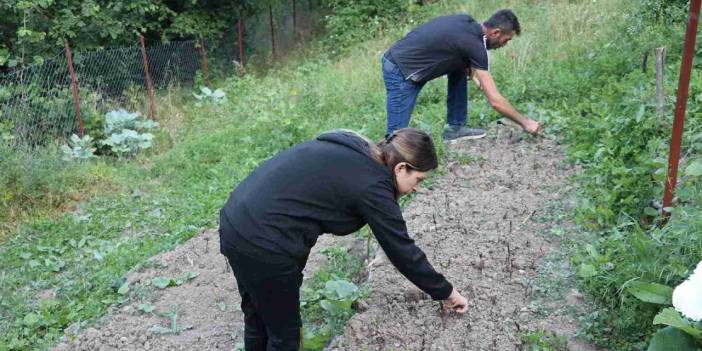 Doğadan toplaması yasaktı: Yeni kazanç kapıları oldu!