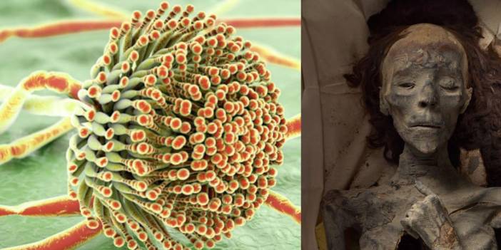 Firavun'un mezarlığından çıkan ölümcül mantar, kansere umut oldu