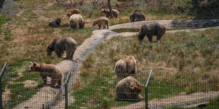 Türkiye'nin en şanslı ayıları görüntülendi