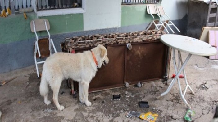 Köpeğin parçaladığı çekyattan servet çıktı!