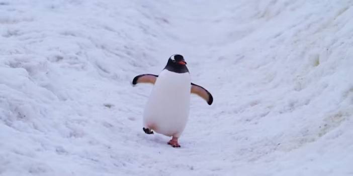 Halk TV'den RTÜK'e özel yayın: Penguenler