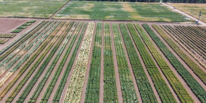 TİGEM’in üretiminin yüzde 45’i kuraklığa dayanıklı bitkilerden oluşuyor