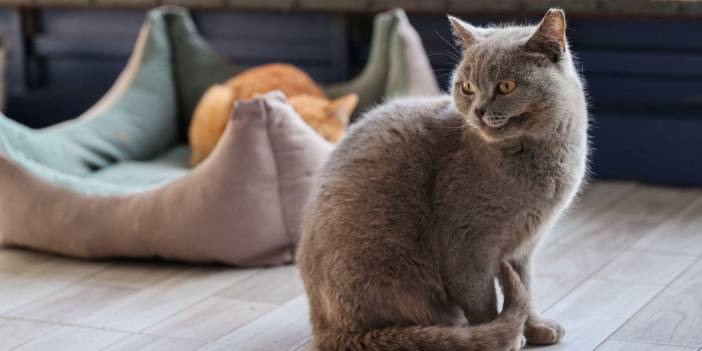 Buca Belediyesi duyurdu: Ücretsiz bakım ve sahiplendirme hizmeti