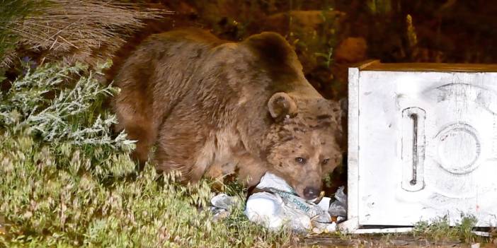 Yiyecek arayan bozayılar mahalleye indi