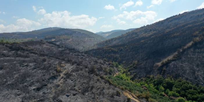 Akhisar'da orman yangını şüphelisi tutuklandı