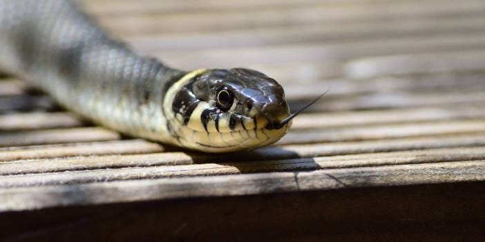 Yılanlar bu kokunun semtine uğramıyor!