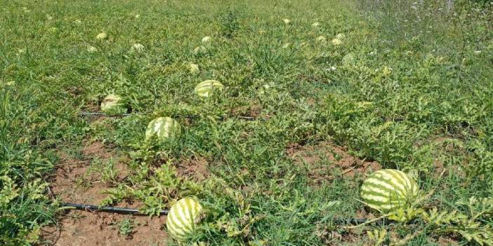 Tarlasında 100 lira ve not buldu: Notta yazılanları okuyunca gözyaşlarına hakim olamadı