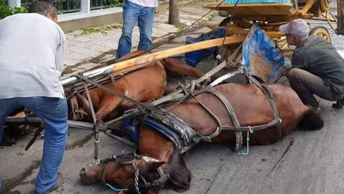 Adalar Belediye Başkanı Gül: Fayton konusunda İBB ile ortak çözüm yolu arayacağız