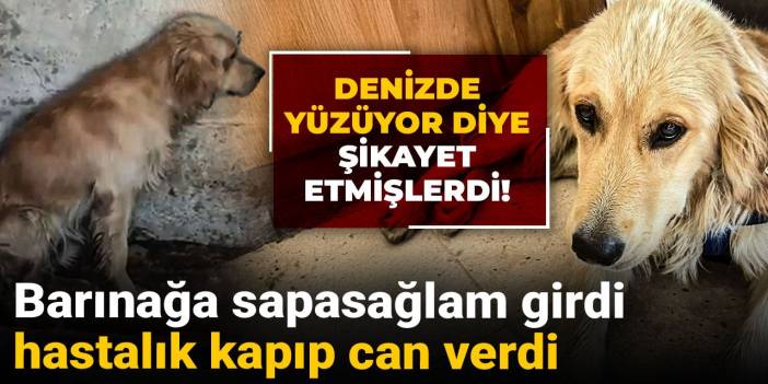Denizde yüzüyor diye şikayet etmişlerdi! Barınağa sapasağlam girdi, hastalık kapıp can verdi
