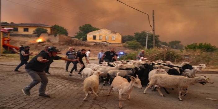 Günlerce süren yangında hayvanları telef olanlara Valilikten açıklama