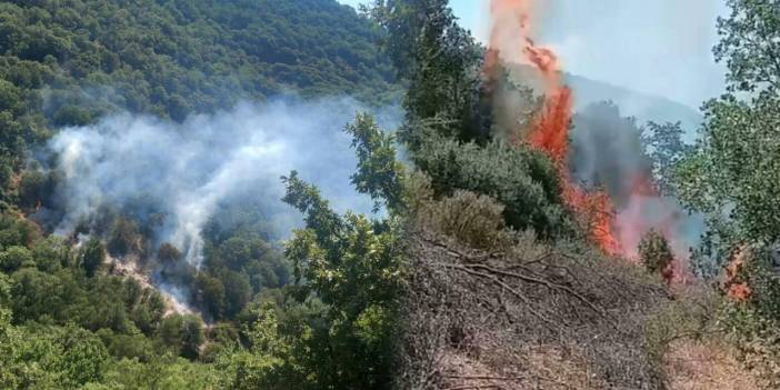 Aydın'daki orman yangını 2 saatin ardından kontrol altında!