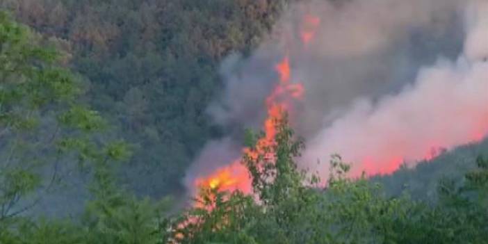 Sultangazi'de orman yangını söndürüldü