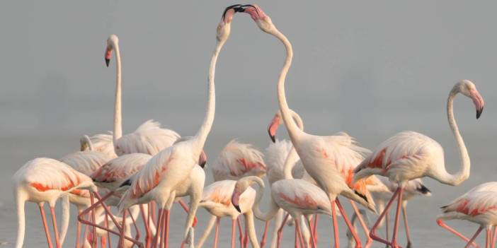 Adana'da renk cümbüşü: Göçmen flamingolar Akyatan'a indi!
