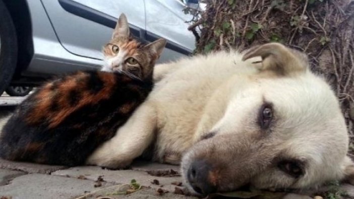 HAYTAP'dan 'Sokağımızın hayvanı' fotoğraf yarışması