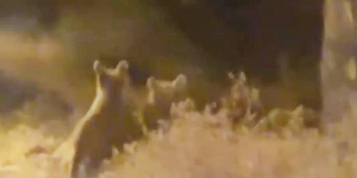 Bozayılar ilçe merkezine indi