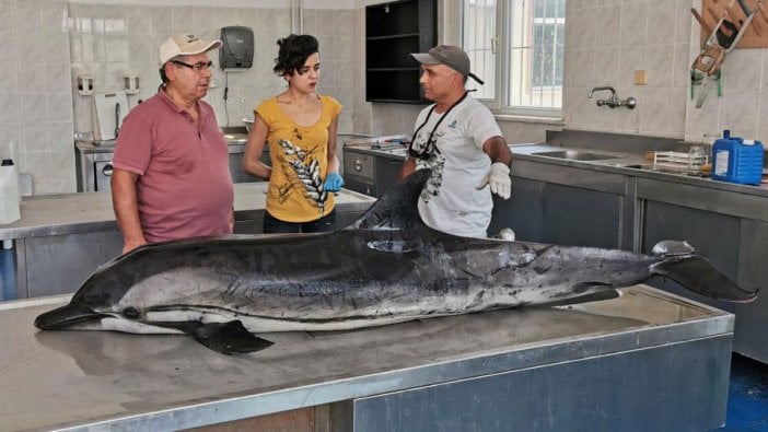 Kuşadası Körfezi'nde telef olan bir yunus karaya vurdu