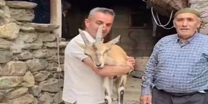 Bitkin dağ keçisine mahalleli sahip çıktı