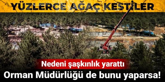 Orman Müdürlüğü de bunu yaparsa! Yüzlerce ağaç kestiler, nedeni şaşkınlık yarattı