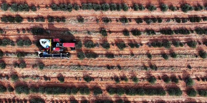Çorak araziye can veren hasat: Hiçbir şey yetişmezken şimdi deste deste para kazandırıyor
