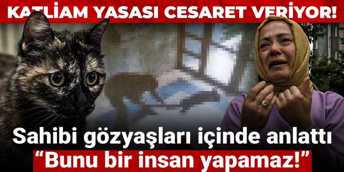 Kediyi apartmanda vahşice öldürdü! Sahibi gözyaşları içinde anlattı: Bunu bir insan yapamaz