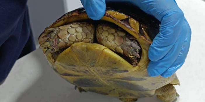 Yangından kurtarılan kaplumbağanın travması yürekleri dağladı! Bir an olsun çıkartmıyor