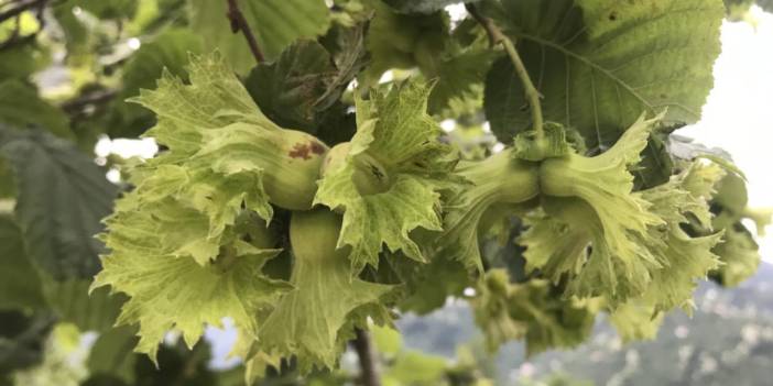 SON DAKİKA | Fındık alım fiyatı belli oldu