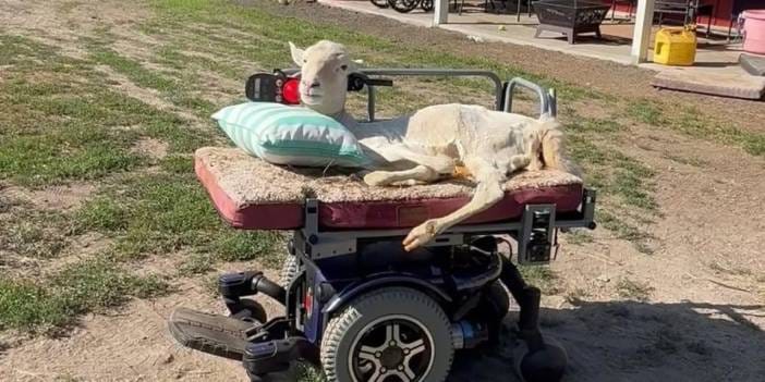 Ötenaziden kurtartılan felçli koyun tekerlekli sandalye kullanmayı öğrendi