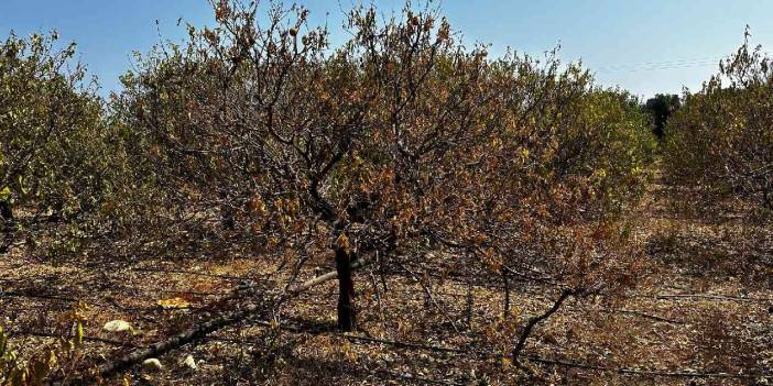 Kuraklık limon bahçelerini kuruttu: Çiftçiler yardım bekliyor