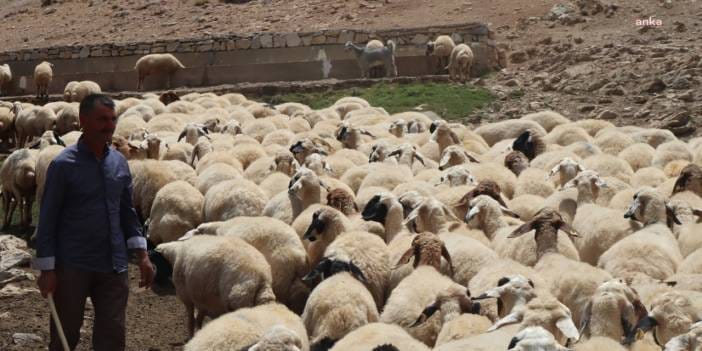 Et baronlarından sonra 'çoban baronları' türedi: