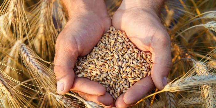 Erzurum'da susuz tarladan rekor verim