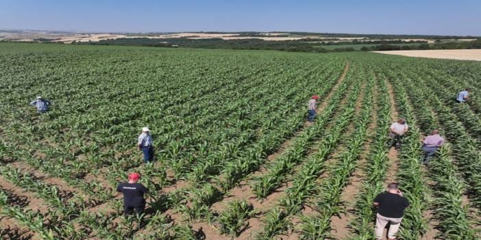 4 ayda 500 ton üretilip tonu 85 bin TL'ye satılıyor! Kuraklığa meydan okuyan ürün Edirne’den dünyaya yayılıyor