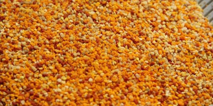 Yüksek sıcaklar tarihi öne çekti: 1200 ton rekolte bekleniyor