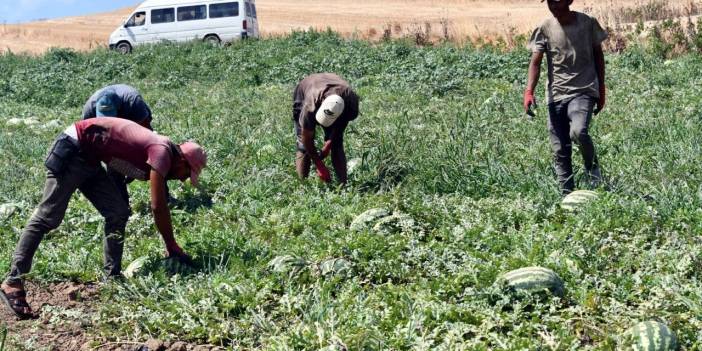 Sıcaklar ve susuzluk karpuzu vurdu