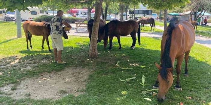 Yılkı atları kent merkezine indi