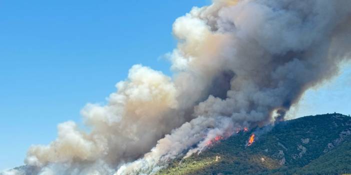 Manisa'da orman yangını