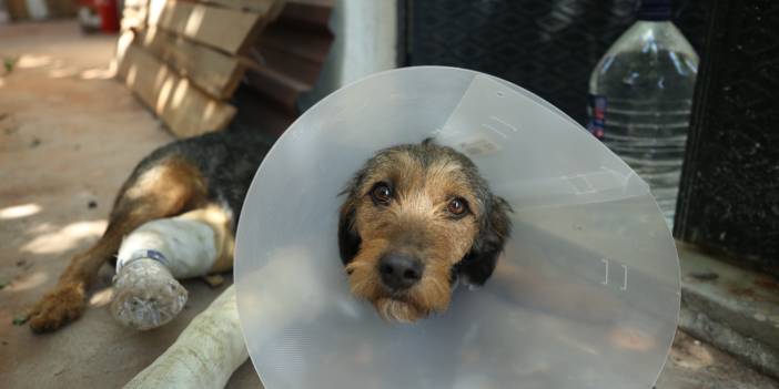 Depremde molozların altında kalan 'Ateş' 3 saatlik operasyonla hayata tutundu