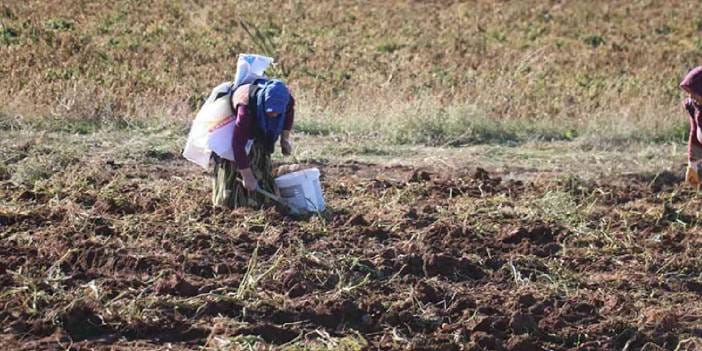 Tonlarcasını ücretsiz dağıttı: Kapış kapış gitti
